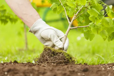 Особенности посадки саженцев плодовых деревьев | Советы садоводам и  огородникам