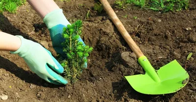 Посадка деревьев– организация посадки деревьев от Lfgarden