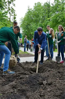 Экологическая акция по посадке деревьев — «Аллея дружбы» :: Новости ::  Государственное автономное учреждение социального обслуживания населения  Свердловской области «Центр социальной помощи семье и детям «Каравелла»  Верх-Исетского района города ...