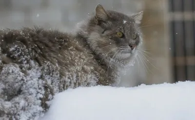 Последнее воскресенье года будет пасмурным | Новости Саратова и области —  Информационное агентство "Взгляд-инфо"