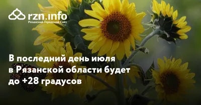 В последний день июля в Рязанской области будет до +28 градусов — Новости —  город Рязань на городском сайте 