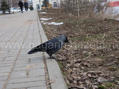 В последний день марта в регионе зафиксировали снежный покров выше, чем  зимой - Новости Калининграда - Новый Калининград.Ru