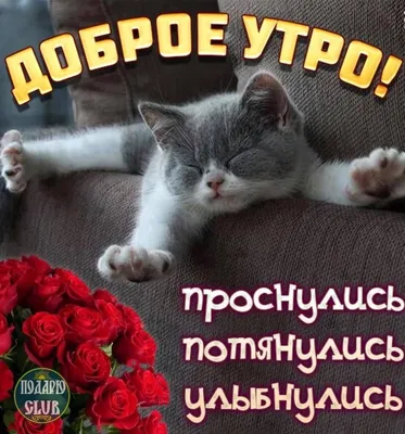 Просто утренние потягушки 😄🐾❤ Разминка для Тёмы #fancytotem_teamo 🌸 Всем  позитива и добра! 🌈 . В питомнике есть свободные щенки… | Instagram