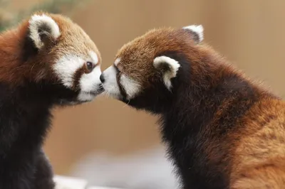 Животные целуются и обнимаются (фото) | Animals kissing, Funny animals,  Prairie dog