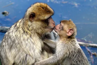 Поцелуи животных - красивые фото