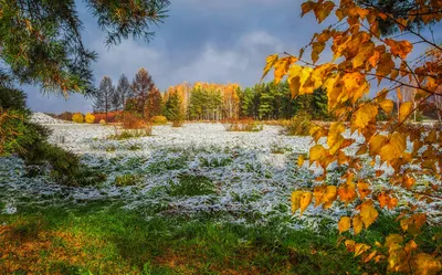 Поздняя осень в лесу (23 фото) - 23 фото