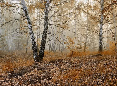 🍂🍁 пейзаж поздней осенью, снег, …» — создано в Шедевруме