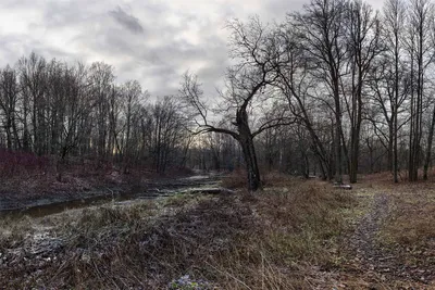 Обои осень, лес, снег, пейзаж, холодно, autumn, snow, осенний лес, поздняя  осень, ноябрь, november, осенний снег картинки на рабочий стол, раздел  пейзажи - скачать