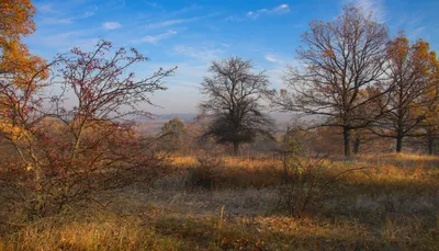 Картинки зима, поздняя осень, парк, снег, первый снег, листья, отражение -  обои 1920x1080, картинка №118773