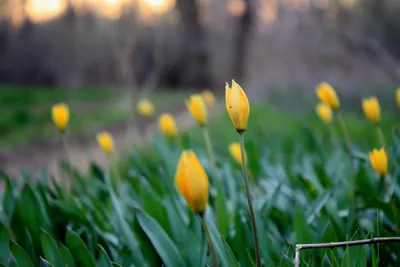 Поздняя Весна (59 фото) - 59 фото