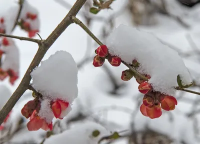 Поздняя весна — Фото №1416873