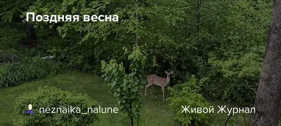 Звёздное небо, ночь, поздняя весна…» — создано в Шедевруме