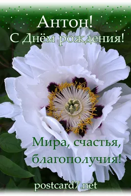 Открытка с днем рождения Антон Сергеевич Версия 2 - поздравляйте бесплатно  на 