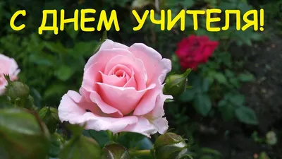 Поздравление с днем учителя (61 лучших фото)