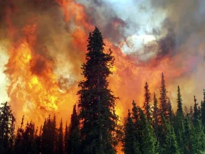 Рисунок пожар в лесу - фото и картинки 
