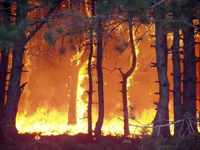 Пожарная безопасность в лесу. ГУО "Детский сад №93 г. Гродно"