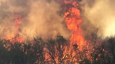 ФОТО: пожар в Слитерском национальном парке / Статья