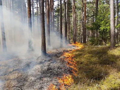 Крупный пожар в Петропавловске - горит дачный массив