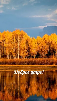 🍁С Добрым Осенним Утром!!!Доброе утро!🍂#доброеосеннееутро#сдобрымутр... |  TikTok