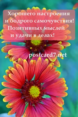 Позитивного утра и хорошего настроения смешные картинки (50 фото) »  Красивые картинки, поздравления и пожелания - 