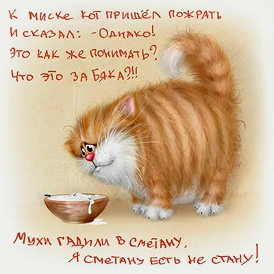 Смешные, позитивные фото кошек. Коты, которые рассмешат каждого 😂.  Интересная информация про кошек | Все про кошек | Дзен