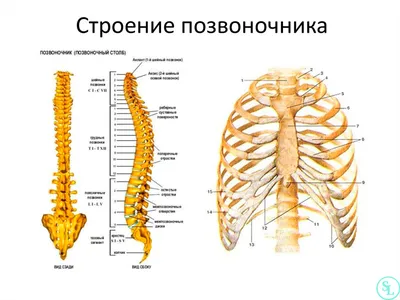 Позвоночник человека в картинках: строение, основные отделы | Медицина,  Медицинский, Здоровье