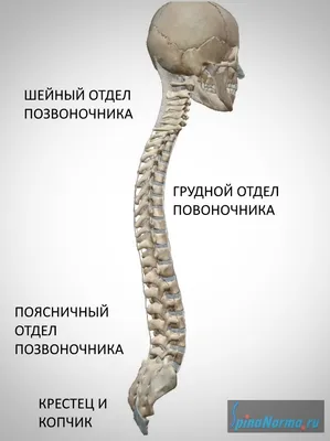 Мой позвоночник – моё здоровье