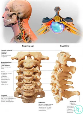 Позвоночник человека: что это, где находится, строение позвоночника, почему  может болеть