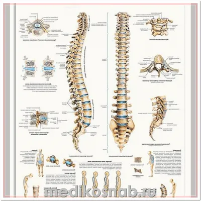 Макет "Позвоночник человека" 74см купить в Чите Биология в  интернет-магазине Чита.дети (9278889)