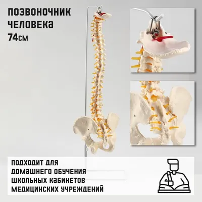 Позвоночник человека 3D model - Скачать Анатомия на 