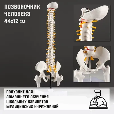 Позвоночник человека - анатомия, позвонки, изгибы и отделы