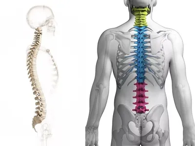 Профилактика болезней позвоночника - Эффективные методы профилактики  болезней позвоночника