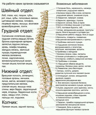 Анатомия и физиология позвоночника