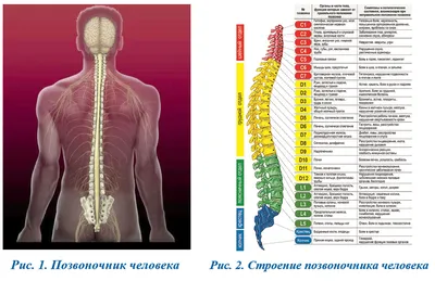 Факты о позвоночнике (о которых, возможно, Вы не знали!) | Пикабу