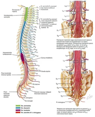 Модель позвоночника 1:1 для имитации шейного отдела позвоночника человека,  медицинская модель, Анатомия человека, позвоночник, шейный позвоночник,  съемная кость позвоночника | AliExpress