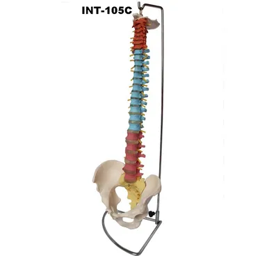 Гибкий позвоночник человека на штативе, МОДЕЛИ ОСТЕОЛОГИЧЕСКИЕ (СКЕЛЕТЫ)  купить