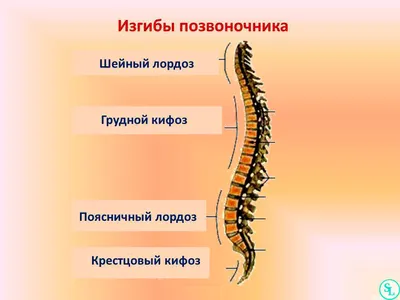 Позвоночник человека: строение, отделы, функции