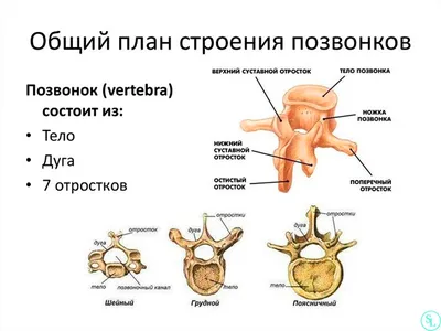 Позвоночник человека цветной › купить, цена в Москве, оптом и в розницу