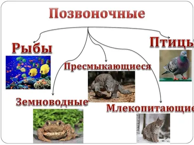 Особенности размножения позвоночных животных – онлайн-тренажер для  подготовки к ЕНТ, итоговой аттестации и ВОУД