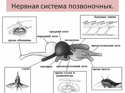 Фактические особенности распространения животных | Обзоры обо всем | Дзен