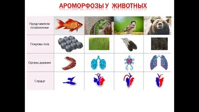 Шпаргалка "Сравнительная характеристика эволюции систем органов позвоночных  животных" - ЦТ, ЕГЭ, ЗНО - YouTube