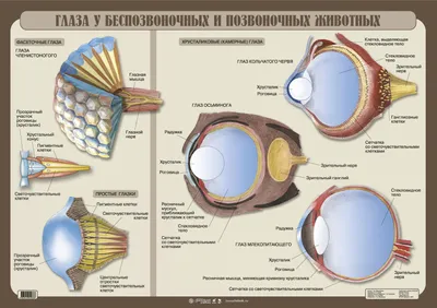 Млекопитающие