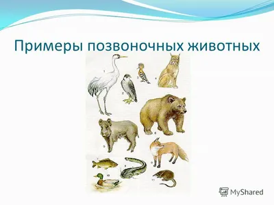 Эволюция движения позвоночных животных (плавание) – наглядное пособие –  Корпорация Российский учебник (издательство Дрофа – Вентана)