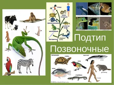 Позвоночные животные - Карточки Монтессори купить и скачать