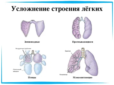 Эволюция движения позвоночных животных – наглядное пособие – Корпорация  Российский учебник (издательство Дрофа – Вентана)