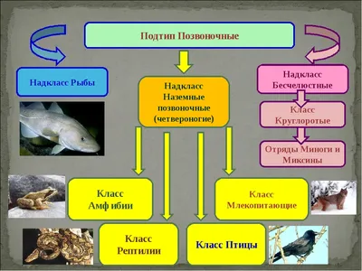 Класс позвоночные животные. | Арина Богданова | Дзен