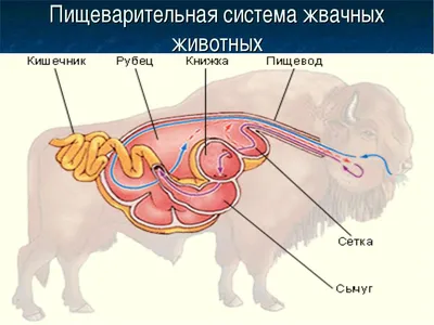 48. Основные доказательства эволюции: Сравнительно-анатомические  доказательства эволюции