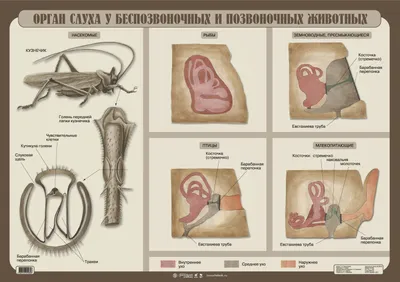 Задание №10654: Аксолотль неотеническая личинка амбистомы (Ambystoma).  Неотения это способность размножаться в личиночном состоянии. Аксолотль  может прожить всю жизнь на стадии личинки, оставить потомство и при этом...  — NeoFamily