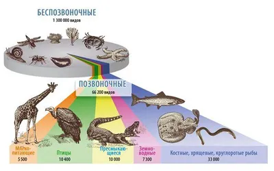 Зоология. У некоторых животных есть позвоночник, а у других нет / Про  педагогику Марии Монтессори