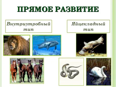 Особенности размножения позвоночных животных – онлайн-тренажер для  подготовки к ЕНТ, итоговой аттестации и ВОУД